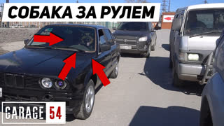 ЧТО? 😨 СОБАКА ЗА РУЛЕМ BMW ЕДЕТ по ГОРОДУ!