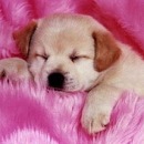 Lamiya Mihailova фотография #5 (источник - https://vk.com/id93589454)