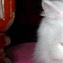 Марінка Баштан фотография #30 (источник - https://vk.com/id70088006)