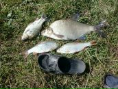 Вадім Звір фотография #20 (источник - https://vk.com/id82595568)