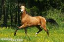 Аранда Кобылка фотография #8 (источник - https://vk.com/id87800580)