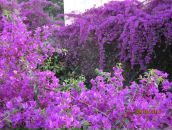 Фотография Боровинской Надежды