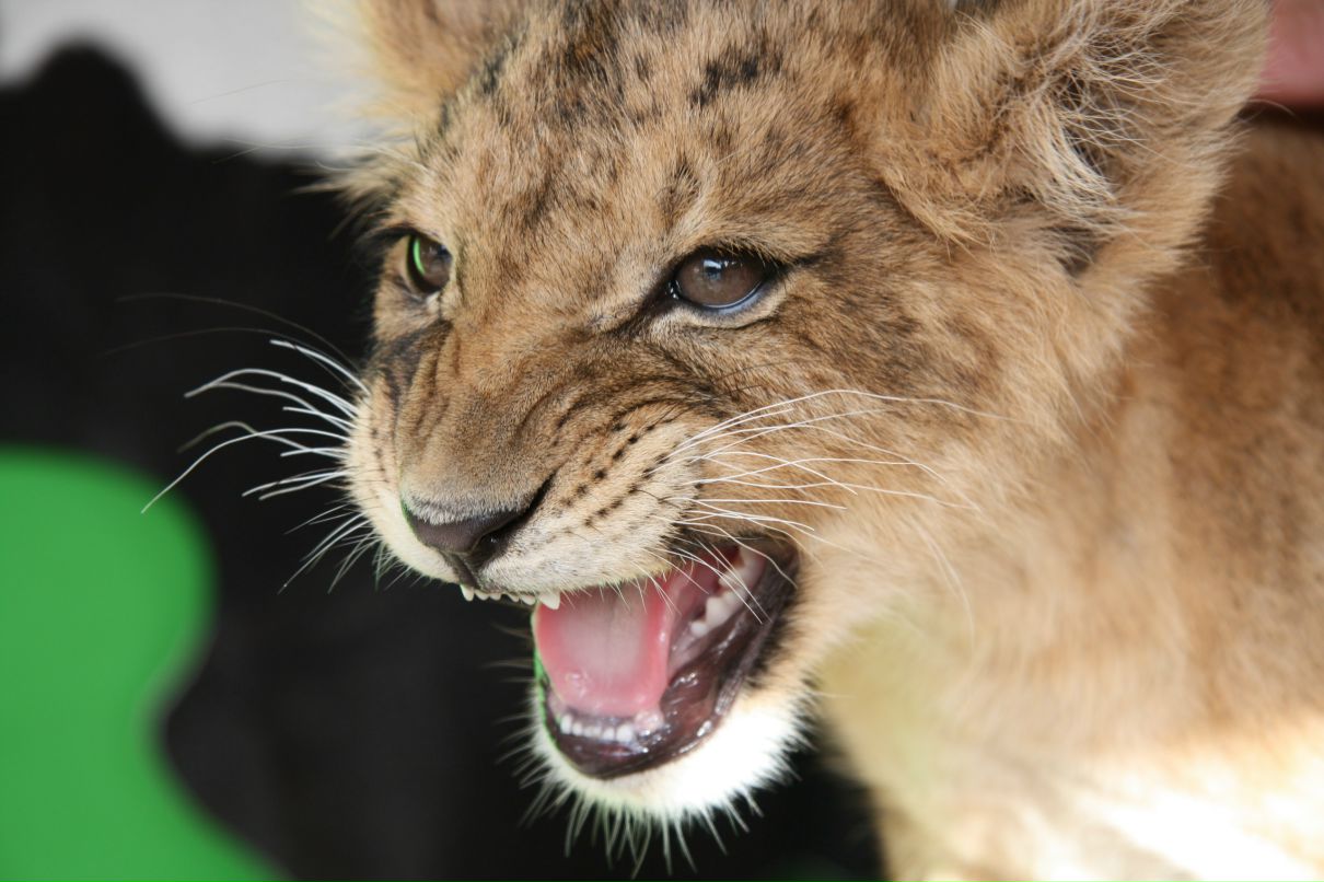 Ольга Вебер фотография #3