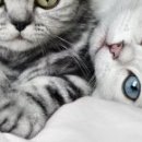 Наталія Олійник фотография #15 (источник - https://vk.com/id85387598)