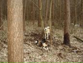 Святослав Іваневич фотография #45 (источник - https://vk.com/id307432029)