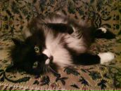 Фотография Грибовой Анастасии