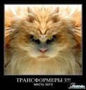 Котэ ^_^ фотография #9 (источник - https://vk.com/id79989265)
