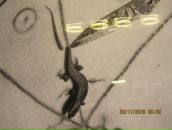 Фотография Васиной Plur