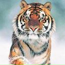 Фотография Лашманова Олега