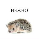 Фотография Мелашенко Екатерины