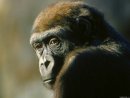 Ape Obstinate фотография #8 (источник - https://vk.com/id4298826)