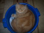 Елена Огун фотография #19 (источник - https://vk.com/id149126)