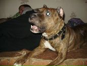 Фотография Тушинского Антона