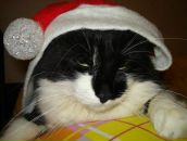 Фотография Пузырёв Илья