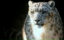 Фотография Кархмазянца Авика