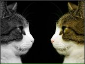 Таня Борівська фотография #7 (источник - https://vk.com/id133092012)