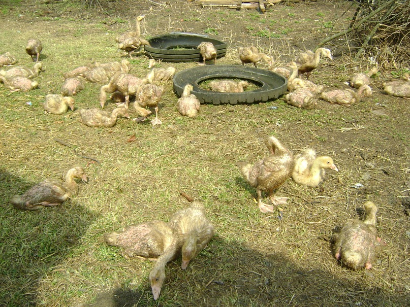 Daliya Dem4enko фотография #16