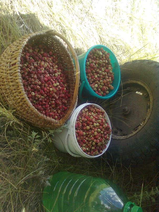 Рафаэль Сагдеев фотография #35