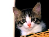 Фотография Василенко Павла