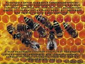 Фотография Шабанова Григория