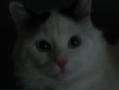 Максим Мищенко фотография #25 (источник - https://vk.com/id2832871)