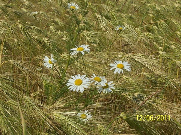 Olga Oconnell фото №7