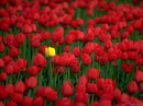 Іваночка Красунечка фотография #9 (источник - https://vk.com/id155327169)