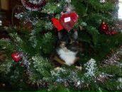 Фотография Котельниковой Полины