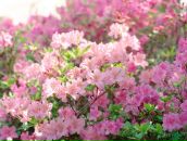 Наталка Гірка фотография #23 (источник - https://vk.com/id85587023)