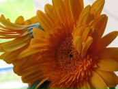 Фотография Симоновой Надежды