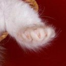 Діана Місечко фотография #41 (источник - https://vk.com/id132903243)