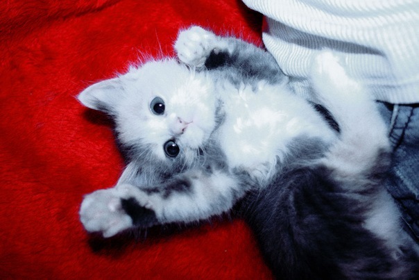 №15, Оля Коток, Минск №15, Оля Коток, Минск