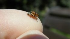 Фотография Музыки Меломана