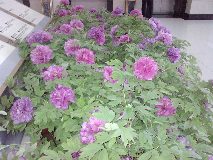 Jin Wei фотография #24