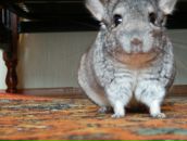 Игорь Бойко фотография #42 (источник - https://vk.com/id2385335)