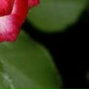 Екатерина Бояринова фотография #26 (источник - https://vk.com/id2134049)