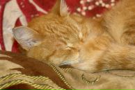 Фотография Краснова Виталия