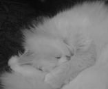 Дмитрий Антоненко фотография #12 (источник - https://vk.com/id3470595)