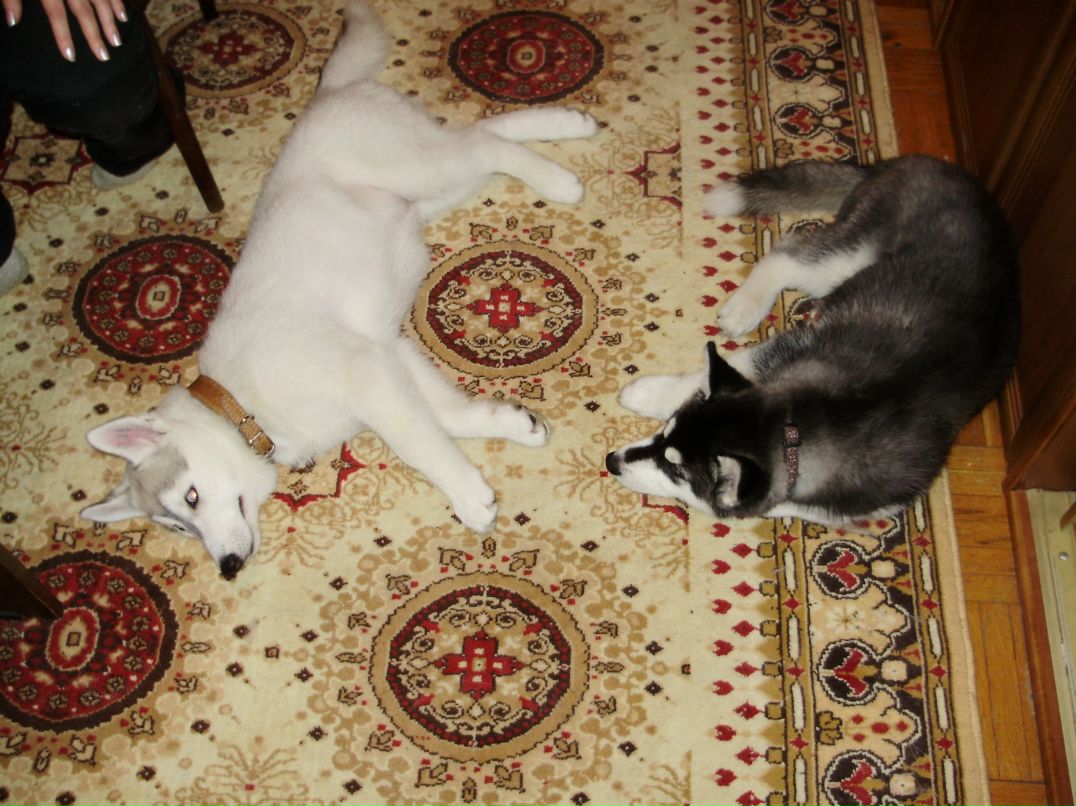 Дмитрий Тепляков фотография #29