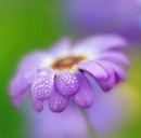 Вікуся Романюк фотография #7 (источник - https://vk.com/id167549660)