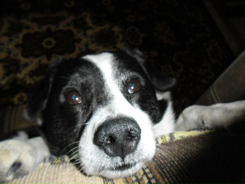 Ян Оболевич фотография #21