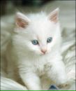 Ігор Томаревський фотография #25 (источник - https://vk.com/id24134433)