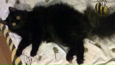 Фотография Ким Ирины