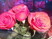 Фотография Степановой-Федотовой Ксенчик