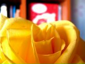 Фотография Симаковой Юлии