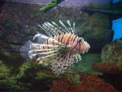 Фотография Уразов Алексей