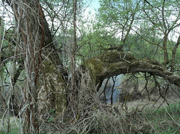 Ло Киф фото №24