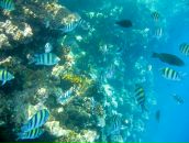 Ja Ne фотография #28 (источник - https://vk.com/id146059)