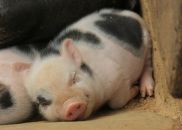 Фотография Дербеко Анны