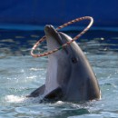 Вікторія Венчак фотография #32 (источник - https://vk.com/id14964689)